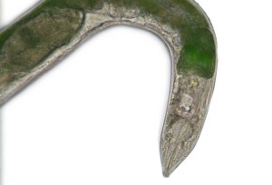 Ejemplar transgénico del minúsculo gusano Elegans. Muestra una proteína fluorescente en esta imagen tomada en microscopio. / Biópolis